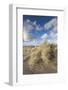 New Zealand, North Island, Whanganui. Castlecliff Beach, dune grass-Walter Bibikow-Framed Photographic Print