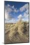 New Zealand, North Island, Whanganui. Castlecliff Beach, dune grass-Walter Bibikow-Mounted Photographic Print