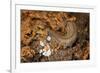 New Zealand Peripatus - Velvet Worm (Peripatoides Novaezealandiae) Spitting Out a Sticky Trap-Brent Stephenson-Framed Photographic Print