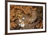 New Zealand Peripatus - Velvet Worm (Peripatoides Novaezealandiae) Spitting Out a Sticky Trap-Brent Stephenson-Framed Photographic Print