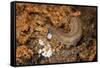 New Zealand Peripatus - Velvet Worm (Peripatoides Novaezealandiae) Spitting Out a Sticky Trap-Brent Stephenson-Framed Stretched Canvas