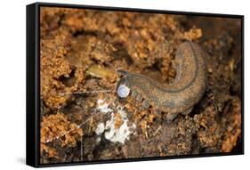 New Zealand Peripatus - Velvet Worm (Peripatoides Novaezealandiae) Spitting Out a Sticky Trap-Brent Stephenson-Framed Stretched Canvas