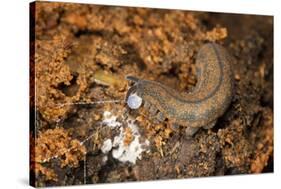 New Zealand Peripatus - Velvet Worm (Peripatoides Novaezealandiae) Spitting Out a Sticky Trap-Brent Stephenson-Stretched Canvas
