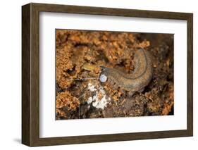 New Zealand Peripatus - Velvet Worm (Peripatoides Novaezealandiae) Spitting Out a Sticky Trap-Brent Stephenson-Framed Photographic Print