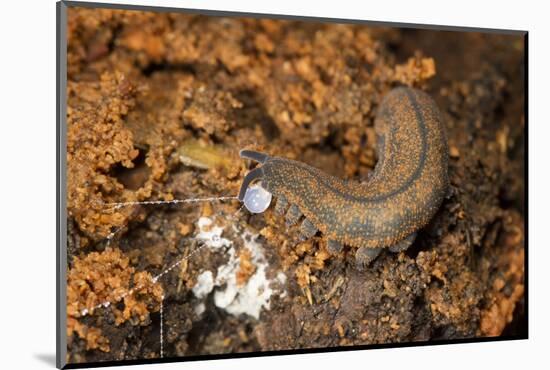 New Zealand Peripatus - Velvet Worm (Peripatoides Novaezealandiae) Spitting Out a Sticky Trap-Brent Stephenson-Mounted Photographic Print