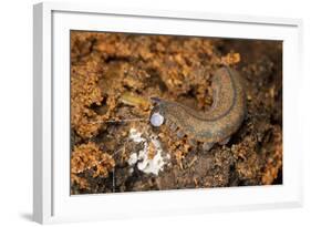 New Zealand Peripatus - Velvet Worm (Peripatoides Novaezealandiae) Spitting Out a Sticky Trap-Brent Stephenson-Framed Photographic Print