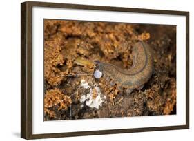 New Zealand Peripatus - Velvet Worm (Peripatoides Novaezealandiae) Spitting Out a Sticky Trap-Brent Stephenson-Framed Photographic Print