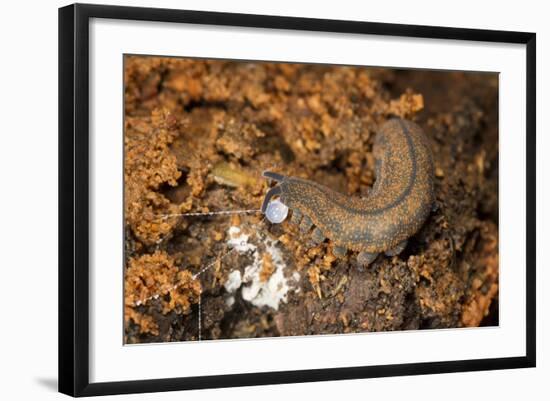 New Zealand Peripatus - Velvet Worm (Peripatoides Novaezealandiae) Spitting Out a Sticky Trap-Brent Stephenson-Framed Photographic Print