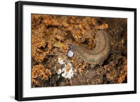 New Zealand Peripatus - Velvet Worm (Peripatoides Novaezealandiae) Spitting Out a Sticky Trap-Brent Stephenson-Framed Photographic Print