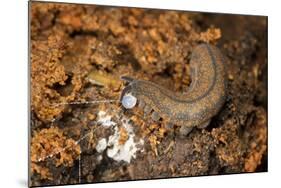 New Zealand Peripatus - Velvet Worm (Peripatoides Novaezealandiae) Spitting Out a Sticky Trap-Brent Stephenson-Mounted Photographic Print