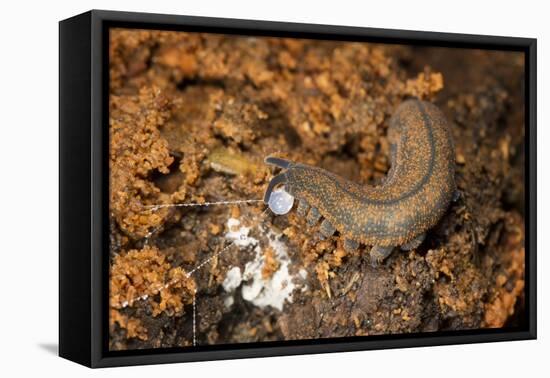 New Zealand Peripatus - Velvet Worm (Peripatoides Novaezealandiae) Spitting Out a Sticky Trap-Brent Stephenson-Framed Stretched Canvas