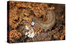 New Zealand Peripatus - Velvet Worm (Peripatoides Novaezealandiae) Spitting Out a Sticky Trap-Brent Stephenson-Stretched Canvas