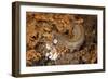 New Zealand Peripatus - Velvet Worm (Peripatoides Novaezealandiae) Spitting Out a Sticky Trap-Brent Stephenson-Framed Photographic Print