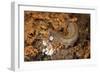 New Zealand Peripatus - Velvet Worm (Peripatoides Novaezealandiae) Spitting Out a Sticky Trap-Brent Stephenson-Framed Photographic Print