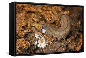 New Zealand Peripatus - Velvet Worm (Peripatoides Novaezealandiae) Spitting Out a Sticky Trap-Brent Stephenson-Framed Stretched Canvas