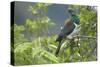 New Zealand Pigeon Sitting in a Tree-null-Stretched Canvas