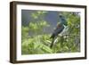 New Zealand Pigeon Sitting in a Tree-null-Framed Photographic Print