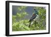 New Zealand Pigeon Sitting in a Tree-null-Framed Photographic Print