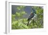 New Zealand Pigeon Sitting in a Tree-null-Framed Photographic Print