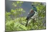 New Zealand Pigeon Sitting in a Tree-null-Mounted Photographic Print