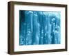 New Zealand, Rainforest, Vegetation, Tree Ferns, Cyatheaceae-Thonig-Framed Photographic Print