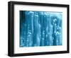 New Zealand, Rainforest, Vegetation, Tree Ferns, Cyatheaceae-Thonig-Framed Photographic Print