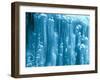 New Zealand, Rainforest, Vegetation, Tree Ferns, Cyatheaceae-Thonig-Framed Photographic Print