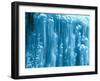 New Zealand, Rainforest, Vegetation, Tree Ferns, Cyatheaceae-Thonig-Framed Photographic Print