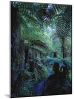 New Zealand, Rainforest, Vegetation, Tree Ferns, Cyatheaceae-Thonig-Mounted Photographic Print