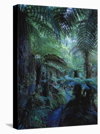 New Zealand, Rainforest, Vegetation, Tree Ferns, Cyatheaceae-Thonig-Stretched Canvas