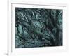 New Zealand, Rainforest, Vegetation, Tree, Mosses, Lichens, Epiphyten-Thonig-Framed Photographic Print