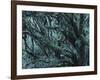 New Zealand, Rainforest, Vegetation, Tree, Mosses, Lichens, Epiphyten-Thonig-Framed Photographic Print