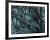 New Zealand, Rainforest, Vegetation, Tree, Mosses, Lichens, Epiphyten-Thonig-Framed Photographic Print