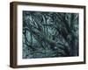 New Zealand, Rainforest, Vegetation, Tree, Mosses, Lichens, Epiphyten-Thonig-Framed Photographic Print