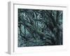 New Zealand, Rainforest, Vegetation, Tree, Mosses, Lichens, Epiphyten-Thonig-Framed Photographic Print