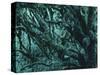 New Zealand, Rainforest-Thonig-Stretched Canvas