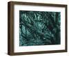 New Zealand, Rainforest-Thonig-Framed Photographic Print