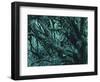 New Zealand, Rainforest-Thonig-Framed Photographic Print