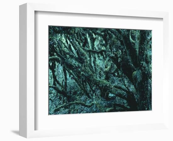 New Zealand, Rainforest-Thonig-Framed Photographic Print