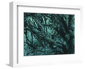 New Zealand, Rainforest-Thonig-Framed Photographic Print