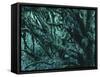 New Zealand, Rainforest-Thonig-Framed Stretched Canvas