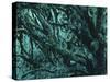 New Zealand, Rainforest-Thonig-Stretched Canvas