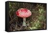 New Zealand, Rotorua, Taupo Volcanic Zone. Red Spotted Mushroom-Cindy Miller Hopkins-Framed Stretched Canvas