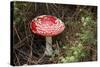 New Zealand, Rotorua, Taupo Volcanic Zone. Red Spotted Mushroom-Cindy Miller Hopkins-Stretched Canvas