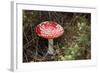 New Zealand, Rotorua, Taupo Volcanic Zone. Red Spotted Mushroom-Cindy Miller Hopkins-Framed Photographic Print