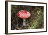 New Zealand, Rotorua, Taupo Volcanic Zone. Red Spotted Mushroom-Cindy Miller Hopkins-Framed Photographic Print