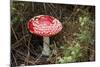 New Zealand, Rotorua, Taupo Volcanic Zone. Red Spotted Mushroom-Cindy Miller Hopkins-Mounted Photographic Print