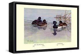 New Zealand Scaup and Tufted Ducks-Allan Brooks-Framed Stretched Canvas