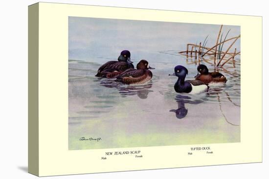 New Zealand Scaup and Tufted Ducks-Allan Brooks-Stretched Canvas