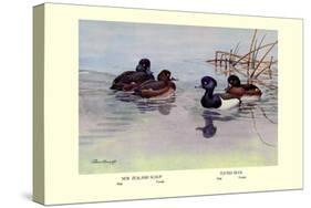 New Zealand Scaup and Tufted Ducks-Allan Brooks-Stretched Canvas